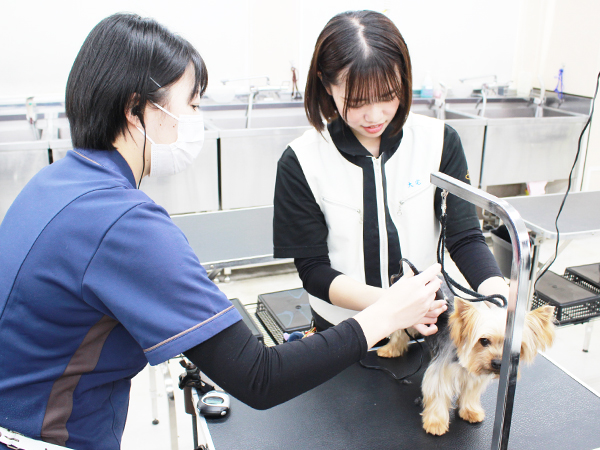 学校のモデル犬とトリミング実習☆